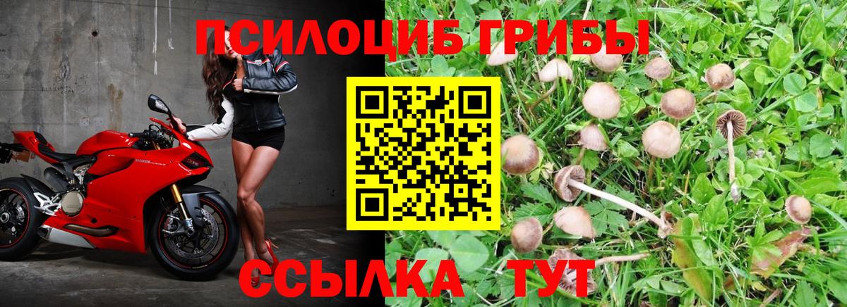 Псилоцибиновые грибы мицелий  Вход с VPN  сколько стоит  Новочеркасск 